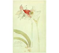 HRJUBWREE Oil Painting Prints on Canvas Painting Picture Amaryllis Lilio narcissus indicus by Georg Dionysius Ehret Artwork Canvas Prints for Home Decor 60x90cm