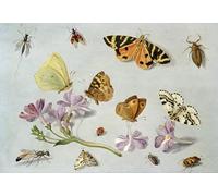 HRJUBWREE Oil Painting Prints on Canvas Painting Picture Butterflies Moths and Other Insects with a Sprig of Periwinkle by Jan Van Kessel the Elder Artwork Canvas Prints for Home Decor 60x90cm
