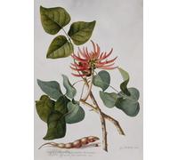 HRJUBWREE Oil Painting Prints on Canvas Painting Picture Coral Tree by Georg Dionysius Ehret Artwork Canvas Prints for Home Decor 60x90cm