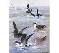 HRJUBWREE Oil Painting Prints on Canvas Painting Picture Illustration From the Natural History of Birds of Eastern by Louis Agassiz Fuertes Artwork Canvas Prints for Office Decor 60x90cm