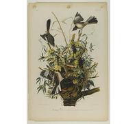 HRJUBWREE Oil Painting Prints on Canvas Painting Picture Mocking Bird Printed by John Jamess Audubon Artwork Canvas Prints for Office Decor 60x90cm
