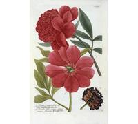 HRJUBWREE Oil Painting Prints on Canvas Painting Picture Paeonia From Johann Wilhelm Phytanthoza Iconographia by Georg Dionysius Ehret Artwork Canvas Prints for Home Decor 60x90cm