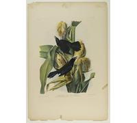 HRJUBWREE Oil Painting Prints on Canvas Painting Picture Purple Grackle or Common Crow Blackbird Printed by John Jamess Audubon Artwork Canvas Prints for Office Decor 60x90cm