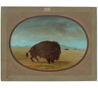 HRJUBWREE Oil Painting Prints on Canvas Painting Picture Wounded Animal Animal by George Catlin Artwork Canvas Prints for Home Decor 60x90cm