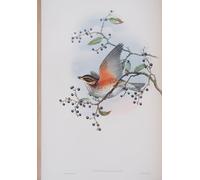 HRJUBWREE Retro Picture Art Painting Wall Poster Animal Bird Turdus Illacus Plate From the Birds of Great Britain by John Gould Vintage Art Print for Home Decor 60x90cm
