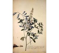 HRJUBWREE Vintage Poster Photo Wall Print Mural Artwork Anonis or Rest Harrow by Georg Dionysius Ehret Art Prints Painting for Office Decor 60x90cm