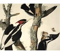 HRJUBWREE Vintage Poster Photo Wall Print Mural Artwork Ivory Billed Woodpecker From Birds of America Engraved by John Jame Audubon Art Prints Painting for Office Decor 60x90cm