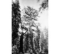 HRJUBWREE Vintage Poster Photo Wall Print Mural Artwork the Grizzly Giants by Carleton E. Watkins Art Prints Painting for Office Decor 60x90cm