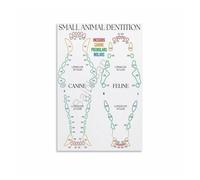 HSMXNEONJB Comparative Dental Anatomy Poster: Canine vs Feline Dentition - Scientific Wall Art for Biology Classroom, Vet Tech School(Unframed,08x12inch(20x30cm))