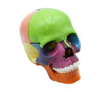 Hsthe Sea Detachable Colorful Human Skull Model, Life Size Skeleton Head Skull Model Includes 15 Parts, Medical Skull Anatomical Model for Learning, Teaching or Display
