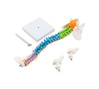Hsthe Sea Educational Flexible Human Spine Model with Spinal Nerves, Pelvis, Thighs - Vertebral Column Anatomical Model for Medical Learning, Research, and Display, 45 cm / 18"