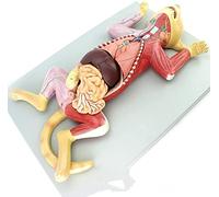 HTTGDGDH Model Cat Anatomy Organ Mascot Visceral Muscle Nerve Veterinary Breeding Animals Teaching Atlas Animals Demonstration