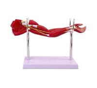 Htuteyy Model of Human Muscle Structure Limb Muscle Anatomy Upper Limbs Lower Limbs Leg Muscles A