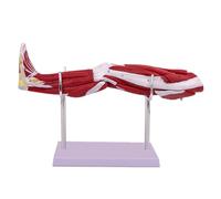Htuteyy Model of Human Muscle Structure Limb Muscle Anatomy Upper Limbs Lower Limbs Leg Muscles B