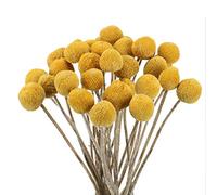 HUAESIN 30Pcs Dried Craspedia Flowers Billy Button Balls Floral Bouquet Artificial Yellow Craspedia Ochre Dried Flowers for Home Kitchen Bedroom Table Desk Flower Arrangements Decorations