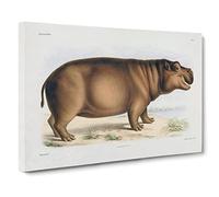 Huet, Nicholas Hippopotamus Canvas Print | Gallery Wrapped 30mm Frame Wall Art | 24x16 inches | Ready to Hang | Retro Animal Picture | Living Room Bedroom Lounge Office