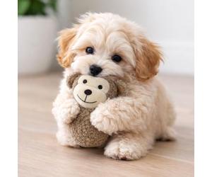 HugglePets Tiny Tails Ball Belly Monkey Max Dog Toy | for Small Dogs and Puppies | Latte 12cm | Soft Teddy-Texture Tennis Ball Comforter | Gentle on Little Teeth | Cute Comfort Cuddly Plush Fun Play