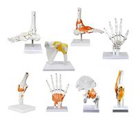 HUIBBGO Anatomical Medical Life Size Joint Model Shoulder Elbow Knee Hip Hand Foot with Ligaments Model Anatomy Skeleton Human Body Joint Classic Functional Anatomy Replica