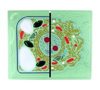 HUIBBGO Animal and Plant Cell Comparison Models Animal Plant Cell Contrast Model Cell Anatomy Model Comparative for Middle School Biological Anatomy Teaching Model
