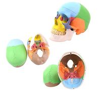 HUIBBGO Educational Model,Painted Human Skull Model 3-Piece Didactic Human Skull Anatomical Model Replica Adult Medical Anatomy Model