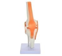 HUIBBGO Large Knee Joint Model Functional Knee Joint Ligament and Skeleton Model Human Anatomical Knee Joint Model - Educational Model Human Knee Joint Anatomy Model with Functional