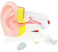 HUIBBGO Medical Models, 6X Enlarged Ear Anatomical Model,Human Organ Anatomy Model Ear Model,PVC Material Human Ear Model,for Science Educational Teaching Instrument