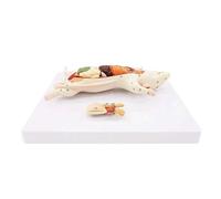 HUIBBGO Mouse Internal Organ Structure Anatomy Model Anatomical Model of The Animal Anatomic Organ Skeleton Model with Didactic Digital Logo for Medical Demonstration Anatomy Model