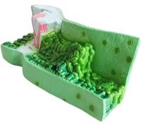 HUIBBGO Plant Anatomical Model - Leaf Structure Anatomy Model - for Biology Teaching Instrument The Leaf Structure Model is A Visual Teaching Aid for Teaching The Structure of Dicotyledonous Plants.