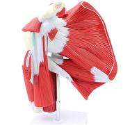 HUIBBGO Shoulder Joint Muscle Anatomy Model Upper Limb Deep Muscle Exercise Rehabilitation Teaching Display Anatomical Model of Human Upper Limbs with Joint Model of Upper Limbs of Muscle