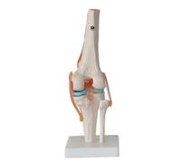 HUIBBGO Skeletal Skeleton Model Knee Joint Functional Model Knee Joint Anatomical Model with Ligament Model That Can Move Life Size for Human Skeleton Anatomy Study Teach