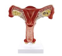 Huili Female Reproductive System Anatomical Model - Uterus Model - Internal Reproductive System Medical Teaching Model - for Gynecology Training Aid, Science Kits,Lab Supplies