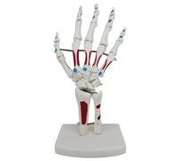 Human 1:1 Hand Joint Bone Skeleton Model Skeleton Model of Hand with Wrist with Muscle Insertions Colored Flexible