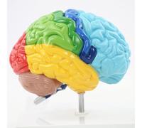 Human 1:1 Right Hemisphere Functional Area Anatomy Brain Model for Medical Teaching