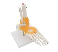 Human 1:1 Skeleton Ligament Foot Ankle Joint Anatomi Cal Anatomy Medical Model Human Statues Sculptures