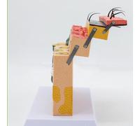 Human 3D Skin epidermis Dermis Anatomical Structure, 70 Times magnified Skin Section Model (Section), For Medical Educational Human Skin Anatomical Model