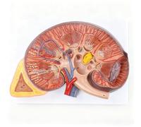 Human 3x Larger Kidney Model with Adrenal Gland, 2-Part Physiology & Digestive System Model for Education, Detailed Kidney Human Anatomy & Biology Demonstration for Learning Resources