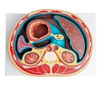 Human Abdominal Transverse Anatomy Model, Human Torso Anatomy with Digital Logo, Abdominal Cavity Thoracic Spine Liver Intestines and Muscles Display, for Education Study.