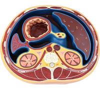 Human Abdominal Transverse Anatomy Model, Human Torso Model with Digital Logo, Liver, Intestines, Muscles, Horizontal Cutting, Medical Gift for Learning Education Display Tool.