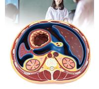 Human Abdominal Transverse Anatomy Model, Liver, Intestines, Muscles, Horizontal Cutting, Human Torso Anatomy Model with Digital Logo for Teaching, Learning Education Display Tool