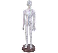 Human Acupoint Model Male & Female with Chinese Points for Student Practice & Teaching Teaching Model