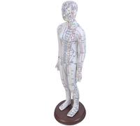 Human Acupoint Model Male & Female with Chinese Points for Student Practice & Teaching Teaching Model
