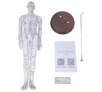 Human Acupoint Model with Chinese Points Male Acupoint Model Female with Numbered Chinese Point Portable Study