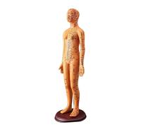 Human Acupoint Model with Chinese Points Male Acupoint Model Female with Numbered Chinese Point Traditional Medicine Education