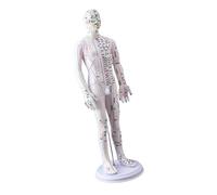 Human Acupoint Model with Chinese Points Male Female with Numbered Chinese Point Educational Figure