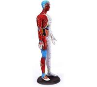 Human Acupuncture Model - 60Cm Human Musculoskeletal Anatomy Model - Medical Human Male Acupuncture Anatomy Model with Acupuncture Points