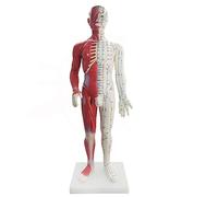 Human Acupuncture Model, Anatomical Meridian and Acupoint Display for Acupuncture Massage Teaching and Study