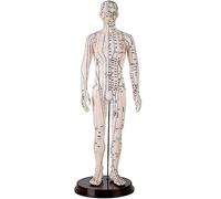 Human Acupuncture Model, Digital Labeling for Medical Study, Meridian Points Display for Massage Teaching and Learning, 62CM Educational Tool