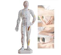 Human Acupuncture Model for Study and Teaching, 26cm Whole Body Massage Model with Meridian Points for Chinese Medicine Practice, Educational Tool
