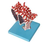 Human Alveolar Expansion Model Model Of Human Organs Anatomy Alveolar Model Of Medical Anatomy Scientific Model Of Human Anatomy