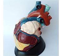 Human Anatomical Anatomy Model - Advanced Teaching Visceral Model for Educational Studies